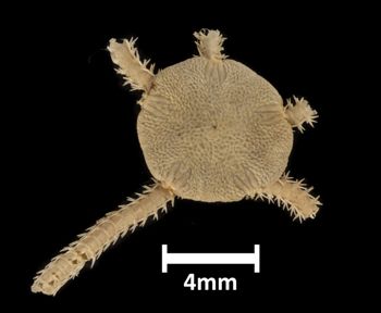 Media type: image;   Invertebrate Zoology OPH-1365 Description: Top down view of single ophiuroid specimen with a scale bar.;  Aspect: dorsal